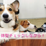 わんちゃんの体型チェック！ほんまに大切なんは飼い主さんのメンタル