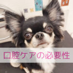 いい歯の日に考える！人もわんちゃんも歯が命🦷