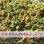 キンモクセイの香りとわんちゃんの嗅覚