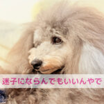 手作りごはんで迷子になってはる飼い主さんへ