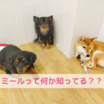 タイトルひとつで勘違い！ペットフードも同じやね