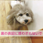 裏の表記を信じすぎないでわんちゃんの声を聞く