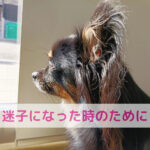 もし迷子になったら…？飼い主さんができる大切な備え