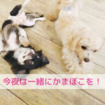 元祖ファーストフード“かまぼこ”をわんちゃんと楽しむ