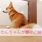 わんちゃんがつないでくれる優しいご縁