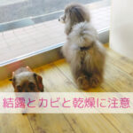 結露とカビにご注意！わんちゃんの健康は空気から
