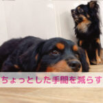 ちょっとした手間を減らすだけで変わるわんちゃんごは