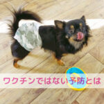 狂犬病ワクチン通年化と注射ではない予防