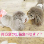 夜のSOSに寄り添うわんちゃん体調不良