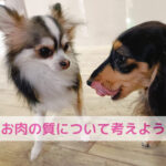 いいお肉の日に考える”わんちゃんのお肉の質”