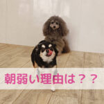 朝が弱いって本当？ごはん量で変わる目覚めの秘密