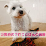 もしもの時のために!わんちゃんの備蓄大丈夫？