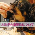 冬至から見直すわんちゃんの冬のお散歩