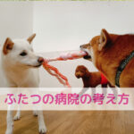 わんちゃんの病院選びで迷わないために知っといてほしいこと