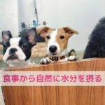 乾燥の季節に見直したい！わんちゃんの水分習慣