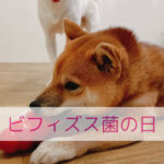 わんちゃんの腸と幸せの深い関係