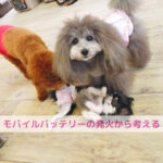 モバイルバッテリーの発火とわんちゃんの未病