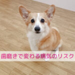 わんちゃんの歯を守ることは命を守ること