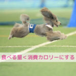 わんちゃんのダイエット！運動より大切なこと