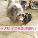 わんちゃんの涙焼け・よだれ焼けはトリミングのせいじゃない
