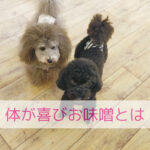 体がよろこぶお味噌を選びたいなら！ここをチェック