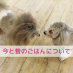 テレフォンカードとわんちゃんのごはん