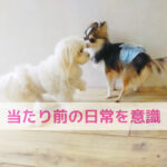 何気なくあげてたペットフード！ちょっと立ち止まって