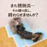 また膀胱炎… その繰り返し終わらせませんか？