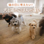 猫の日に考えたい！ごはんの違い