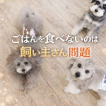 ごはんを食べないのは飼い主さんの問題