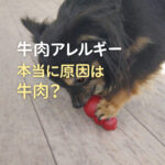 牛肉アレルギー本当に原因は牛肉？