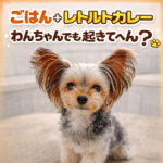 ごはん＋レトルトカレー ！わんちゃんでも起きてへん？