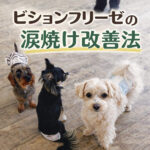 ビションフリーゼの涙焼け改善法