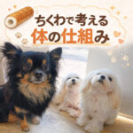 ちくわで考える体の仕組み