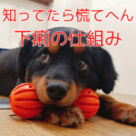 知ってたら慌てへん下痢の仕組み