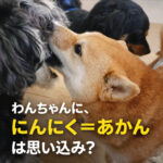 わんちゃんに、にんにく＝あかんは思い込み？