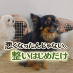 悪くなったんじゃない！整いはじめただけ