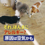 それ、ほんまにアレルギー？原因は空気かも