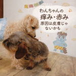 わんちゃんの痒み・赤み 原因は皮膚じゃないかも