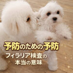 予防のための予防！フィラリア検査の本当の意味