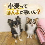 小麦ってほんまに悪いん？