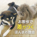 お散歩で差がつくほんまの理由