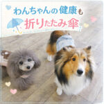 わんちゃんの健康も折りたたみ傘