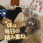 バウムクーヘンみたいに体は毎日の積み重ね