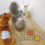 人は鏡わんちゃんも鏡