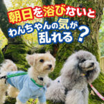 朝日を浴びないとわんちゃんの気が乱れる？