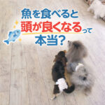 魚を食べると頭が良くなるって本当？
