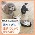 わんちゃんのごはん調べすぎて迷子になってませんか？