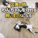 災害の時わんちゃんを守れる飼い主さんになる