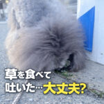 草を食べて吐いた…大丈夫？